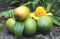 انبه کوئینی / انبه معطر